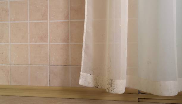 Best Environmental Consulting for Mold Prevention  in Russell, KY